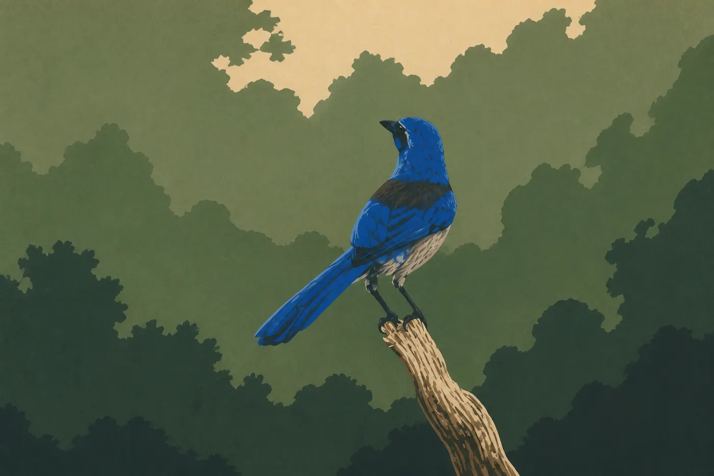 Illustration sérigraphiée : Un geai insulaire bleu vif est perché sur une branche de chêne de Santa Cruz Island.