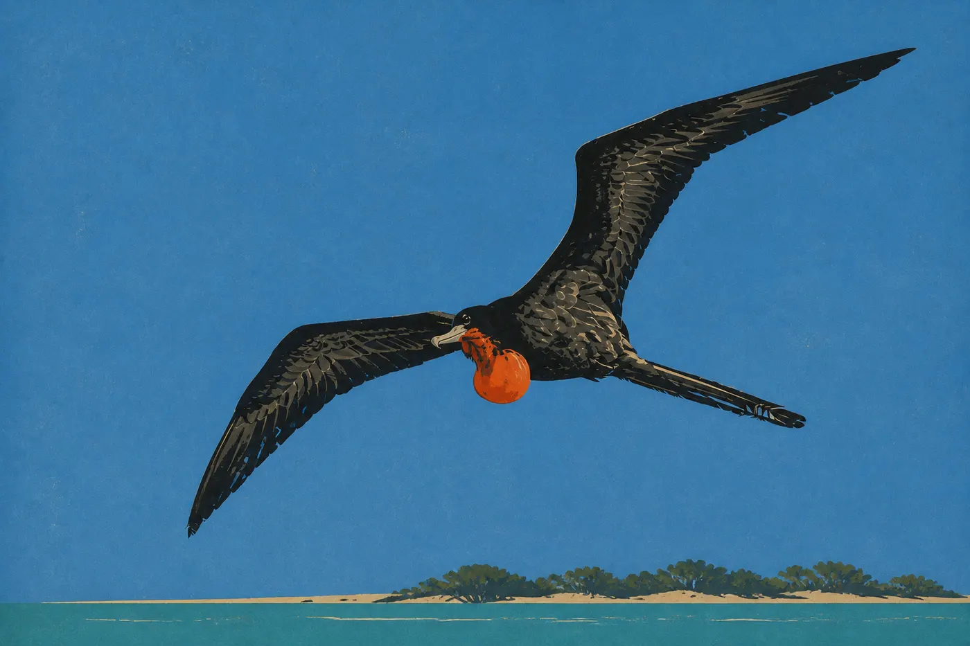Screen-printed illustration: Male Magnificent Frigatebird gliding above Bush Key, recognizable by its large red throat pouch