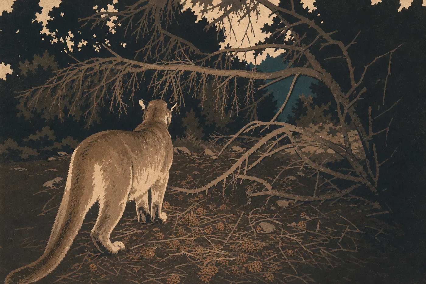 Screen-printed illustration: Mountain Lion (Puma concolor)