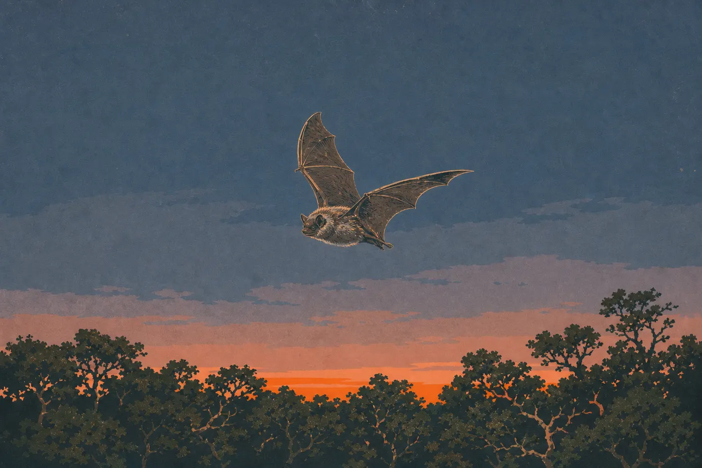 Screen-printed illustration: An ʻōpeʻapeʻa flies at dusk above the Kīlauea summit forest.