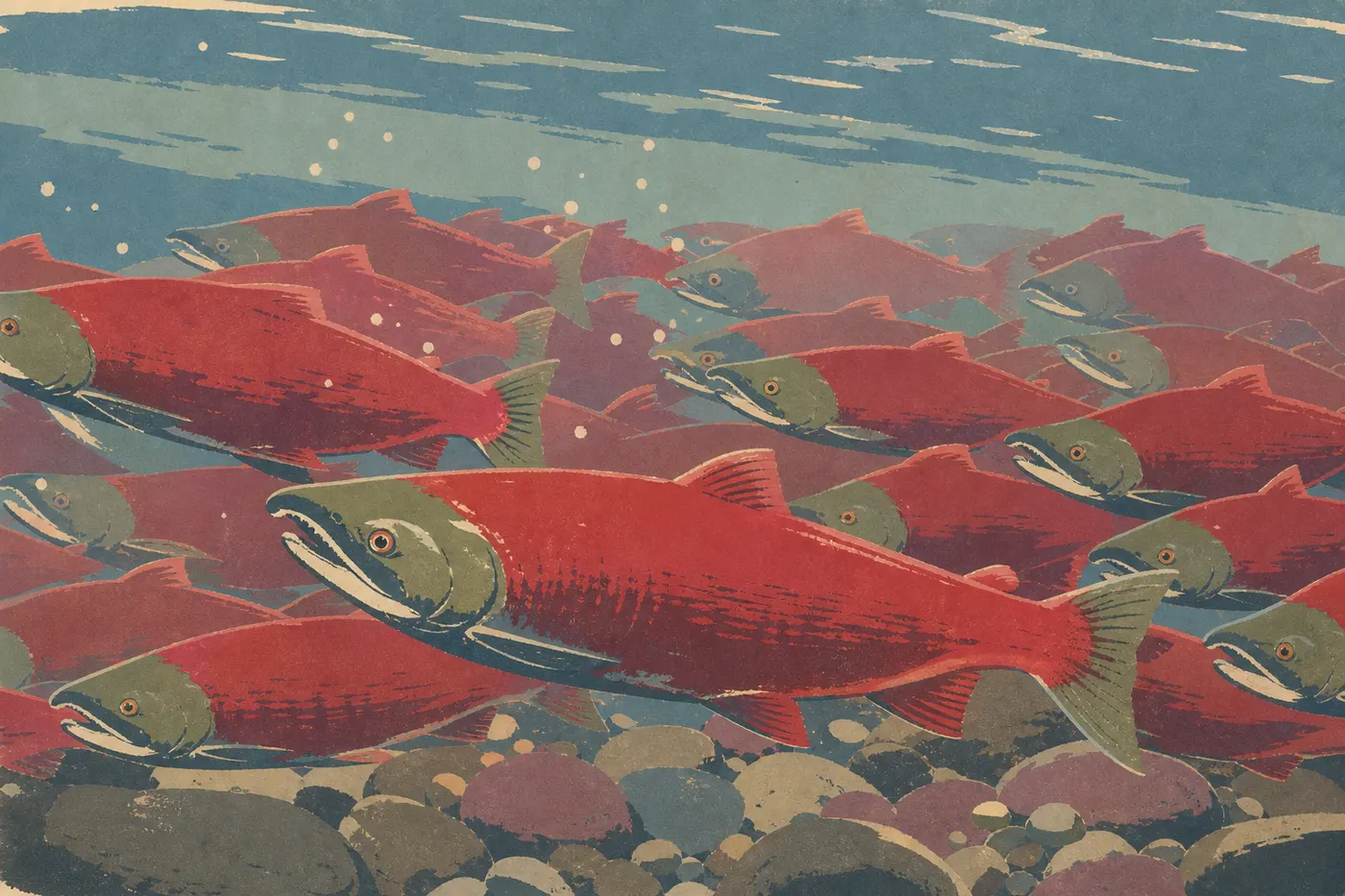Illustration sérigraphiée : Des saumons sockeye devenus rouges remontent en banc les eaux claires et peu profondes de la rivière Brooks.