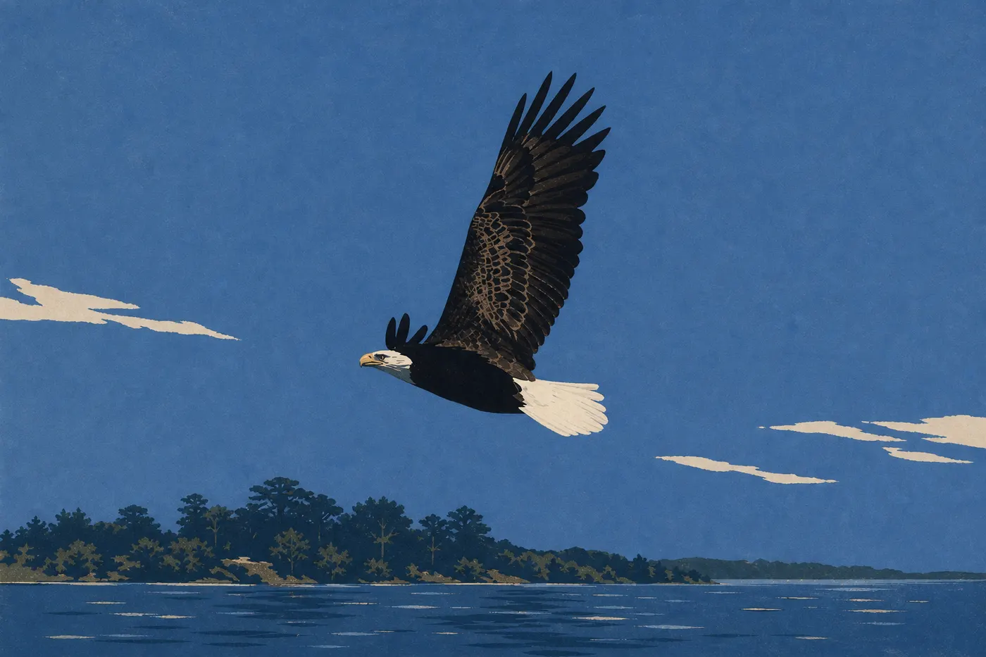Screen-printed illustration: Bald Eagle (Haliaeetus leucocephalus)