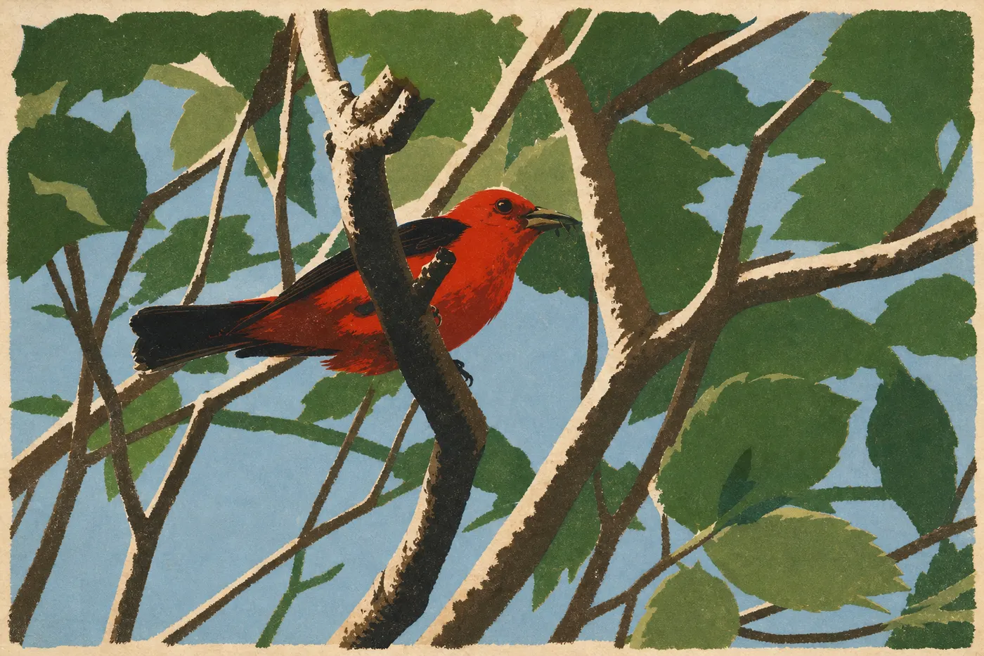 Screen-printed illustration: Scarlet Tanager (Piranga olivacea)