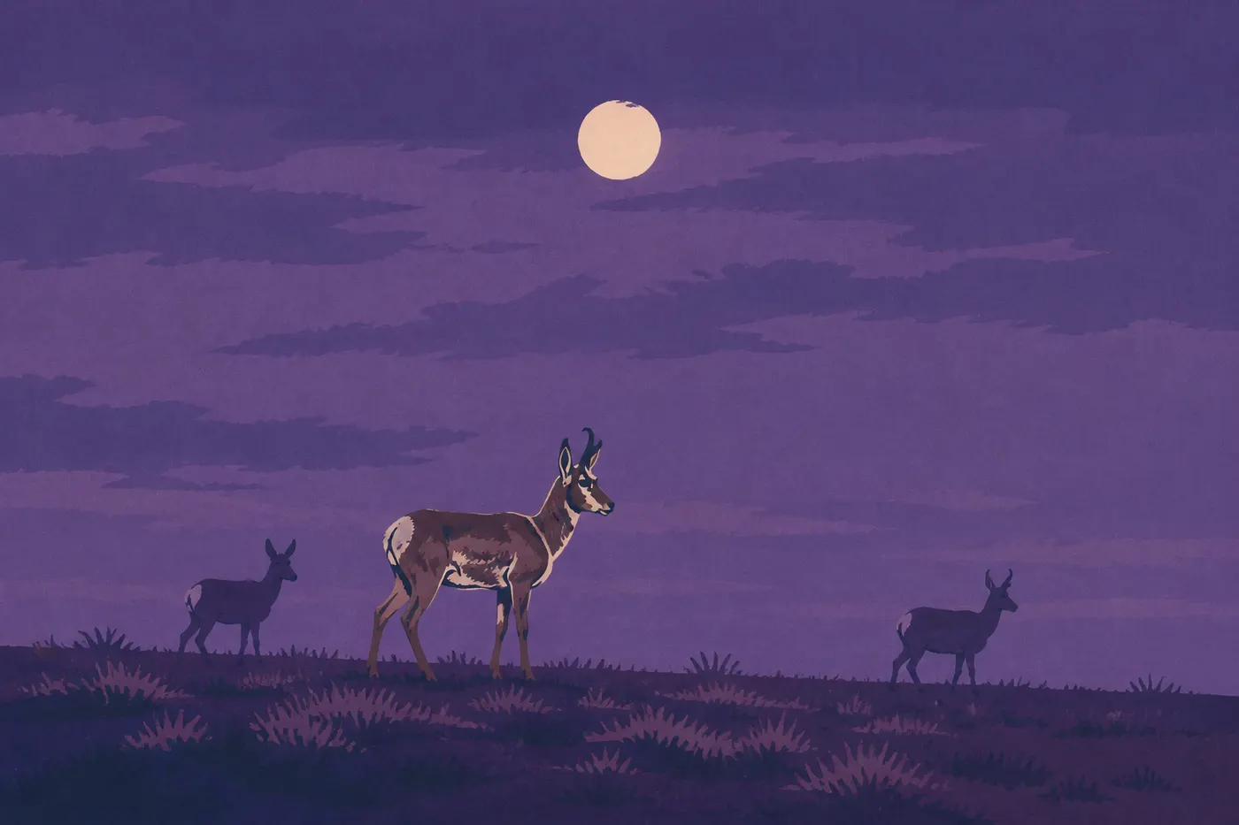 Screen-printed illustration: Adult pronghorn crossing the short grass of Wind Cave’s open prairie, shown in full profile.